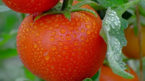 Ripe red tomato on branch Video stock 137371944