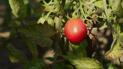 Ripe Red Tomato Hanging on Vine in Garden Plant Agriculture Stock-Footage 342390264