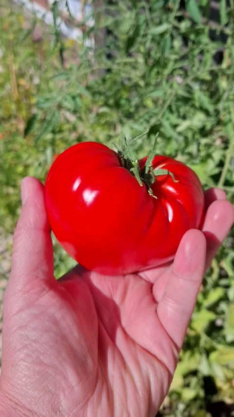 Ripe Red Tomato Held in Hand in Vegetable Garden Stock Footage 342277737