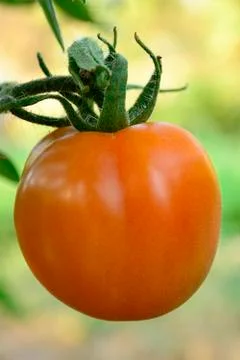 Ripe red tomato Fotos de archivo