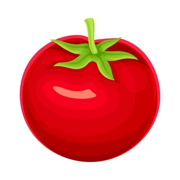 Ripe Red Tomato Vegetable as Healthy Raw Food and Garden Cultivar Closeup Vector Stock Illustration