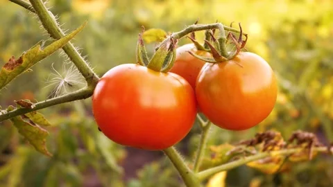 Ripe red tomatoes on a bed in the rays of the setting sun Stock Footage 203947437