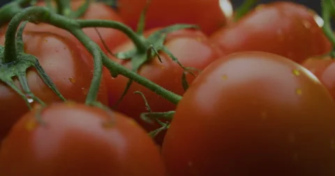 Ripe red tomatoes on a branch 스톡 동영상 310957415