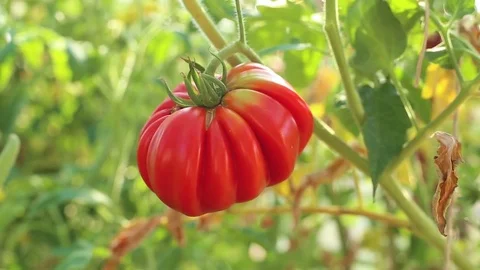 Ripe red tomatoes on a branch with green leaves in the garden Stock Footage 71069705
