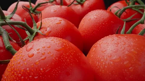 Ripe red tomatoes with dew drops on their skin. Tomatoes are arranged in cluster Video stock 277973476
