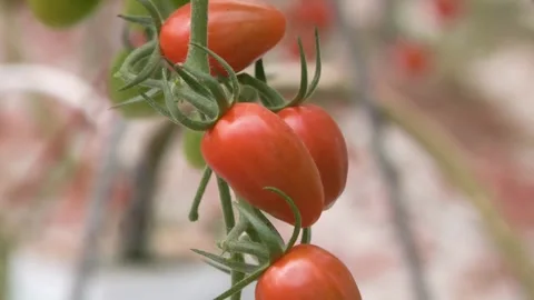 Ripe Red Tomatoes Growing on Plant in Greenhouse Stock-Footage 346169044