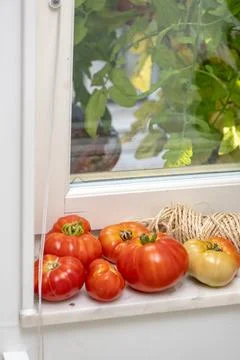 Ripe red tomatoes on the ledge of a window. Stock Photos