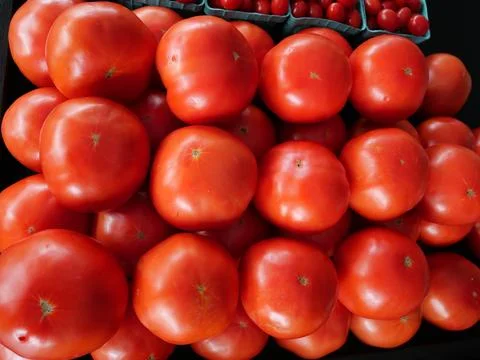 Ripe red tomatoes lined up in rows for sale in produce market Photos