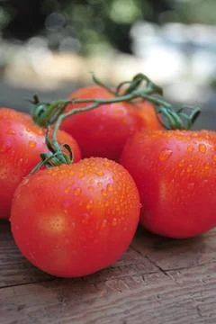 Ripe red tomatoes Stock Photos