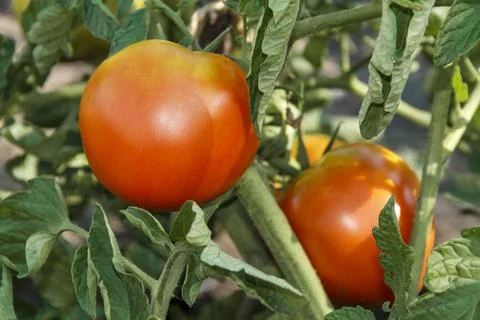Ripe Red Tomatoes Stock Photos