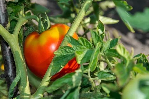 Ripe Red Tomatoes Stock Photos