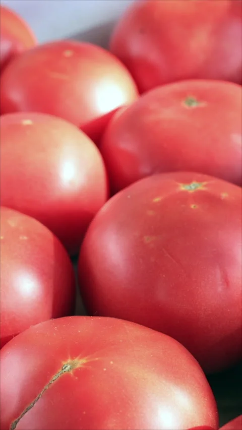 Ripe Red Tomatoes in Storage Box in Sunlight. Slider Shot. Vertical. Stock Footage 294896395