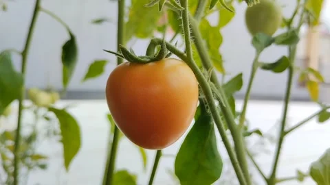 Ripe red tomatoes with on the tree Stock Footage 294008255