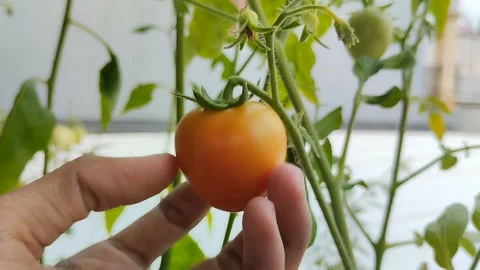 Ripe red tomatoes with on the tree 動画素材 294008352