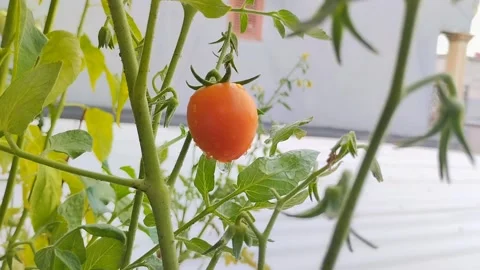 Ripe red tomatoes with on the tree 動画素材 294008498