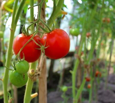 Ripe red tomatoes on a vegetable bed in the greenhouse Stock Photos