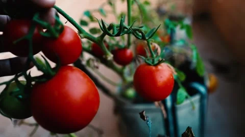Ripe Red Tomatoes on the Vine, Close-up of ripe red tomatoes on a vine in a.. Stock Footage 304961585