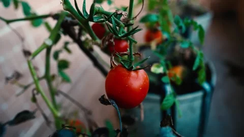 Ripe Red Tomatoes on the Vine, Close-up of ripe red tomatoes on a vine in a.. Stockbeeldmateriaal 304961639
