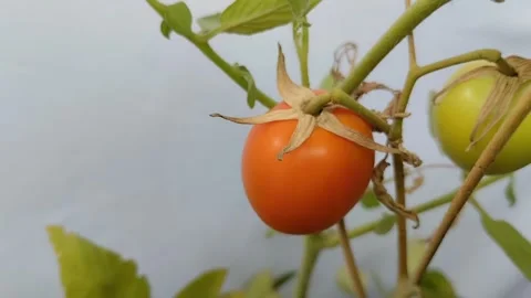 Ripe red tomatoes on a white background 動画素材 294008893