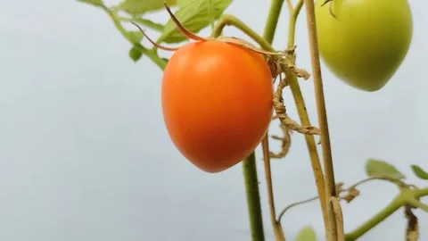 Ripe red tomatoes on a white background 動画素材 294008906