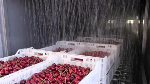 Ripe red wild cherries in containers move under water Stock Footage 157093595