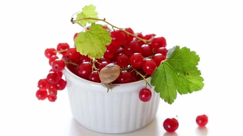 Ripe redcurrant clusters with leaves in white bowl. Small garden snail crawls on Stock Footage 220094112