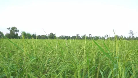 The ripe rice in the field. Video stock 158591142