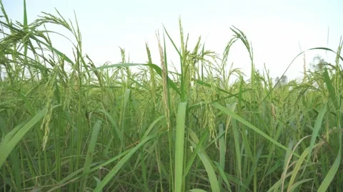 The ripe rice in the field. Видео 158591155