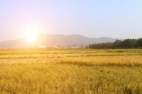 Ripe rice field Stock Photos