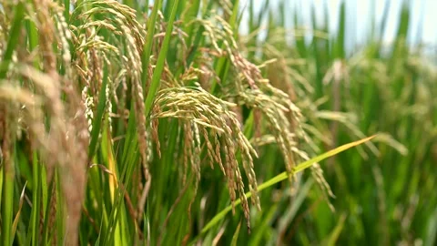 Ripe rice paddy field background in Thailand. Stockbeeldmateriaal 154166329