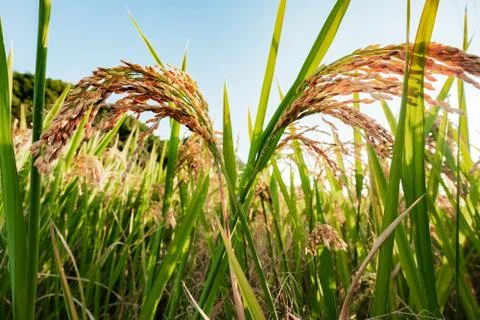 Ripe rice in the rays of sun Stock Photos