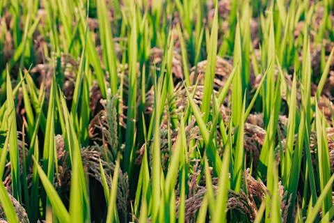 Ripe rice in the rays of sun Stock Photos