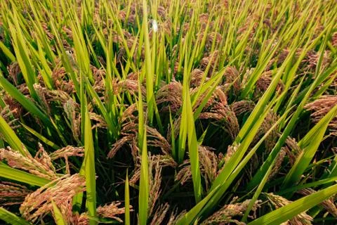 Ripe rice in the rays of sun Stock Photos