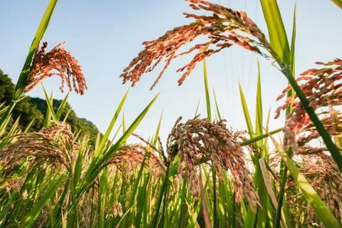 Ripe rice in the rays of sun Stock Photos