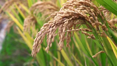 Ripe rice in rural paddy fields Stock Footage 304218448