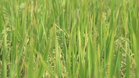Ripe rice swaying in the wind Stock-Footage 159392638