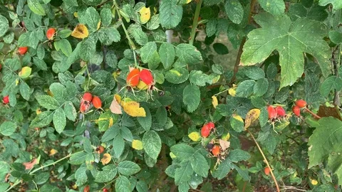 Ripe rose hips on camera in motion Stock Footage 128817966