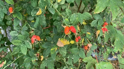 Ripe rose hips on camera in motion Stock Footage 128818017