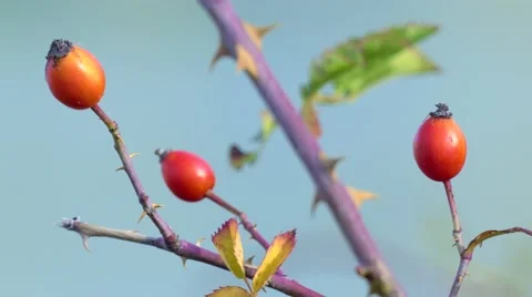 Ripe rose hips, close-up Stock Footage 68717635