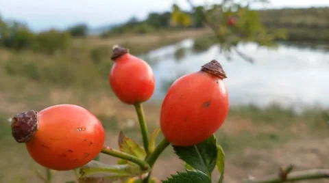 Ripe rose hips Stock Footage 67982694