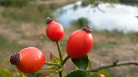Ripe rose hips Stock Footage 67982750
