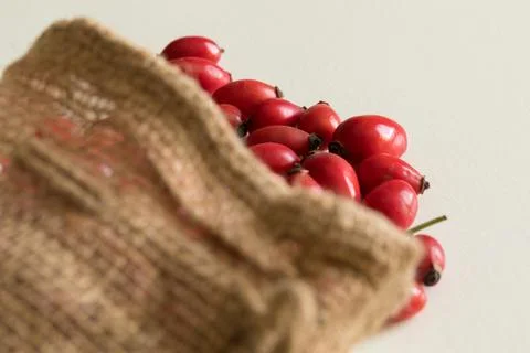 Ripe rose hips harvested for making preserves for the winter Foto stock