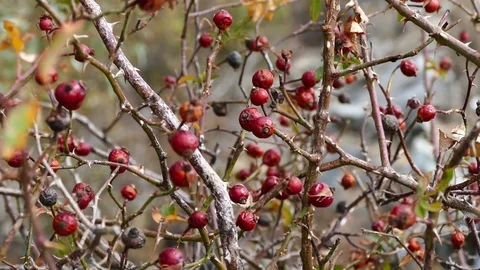 Ripe rosehip berries,ready for making tea, rosehip fruit from medicinal fruits, 库存影片 101350526