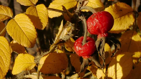 Ripe rosehip Stock Footage 36790802