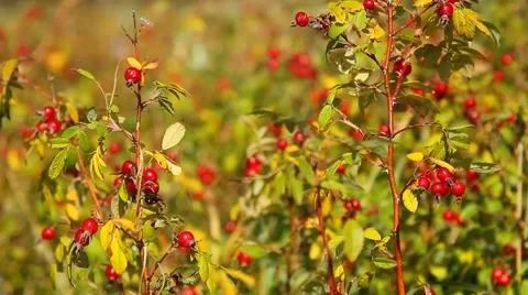 Ripe rosehips Stock Footage 55657753