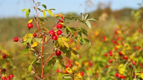 Ripe rosehips Stock Footage 55657848