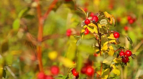 Ripe rosehips Stock Footage 55657907