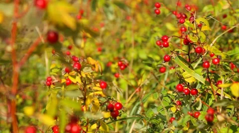 Ripe rosehips Stock Footage 55657968