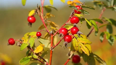 Ripe rosehips Stock Footage 55657995