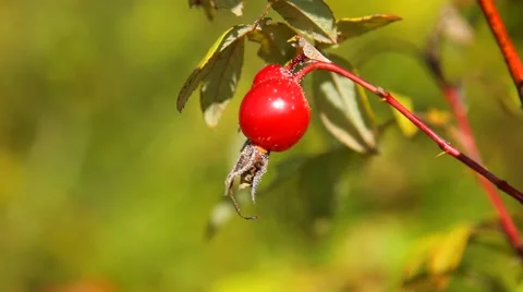Ripe rosehips Stock Footage 55658017